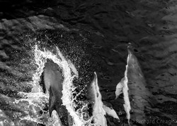 Wild portfolio