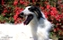 PL CH, PL JCH Elusive Earl Impuls i Splendor 3