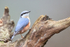 Eurasian Nuthatch perched, Otterbourne, Hampshire