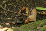 Fer-de-Lance (Bothrops asper), Costa Rica