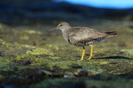 Wandering Tattler at low tide, Ke'e Beach, Kauai