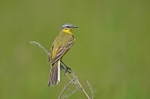 Blue-headed Wagtail