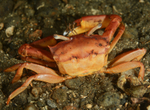Goneplax rhomboides