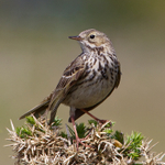 Meadow Pipit perched on gorse
