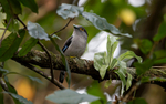 Silver-breasted Broadbill