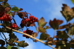 Berry 2