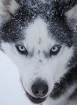 Husky from the dogsled team in Lappi, Northern Finland