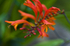 Flower - 1304