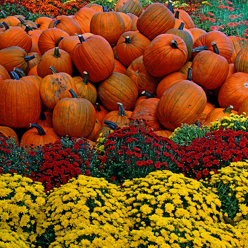 Pumpkins and Mums - inseparable at this time of year.
