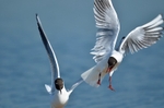 Black-headed Gulls