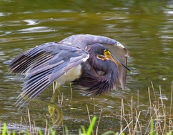 Tricolored Heron _0014