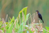 Boat-tailed Grackle (female), Harns Marsh, Florida