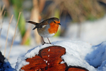 Robin