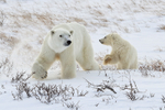 Polar Bear mother & young cub on snow drift, Churchill, Canada