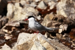 Arctic tern 4548