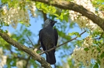 Jackdaw