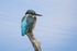 Kingfisher Alcedo Atthis067