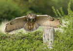 Eagle Owl