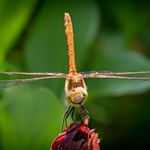 Happy Dragonfly