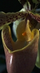 Orchid, Kew
