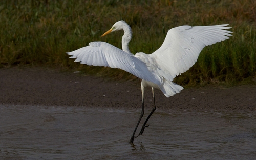 Great Egret (Ardea alba)