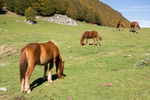 Monte Pollino walk