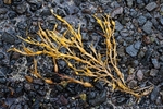 Seaweed Study C