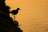 Redshank