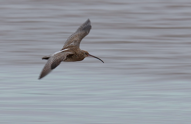 Eurasian Curlew - Dee Estuary - North Wales