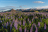 Skogar Lupine