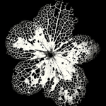 Skeleton Leaf in Black & White