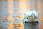 Mute swan feeding underwater in Somerset_043