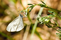 Wood White