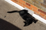 Black Cat