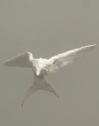 Arctic Tern Attack