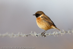 Stonechat (Saxicola torquata) portfolio