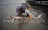 Recovering Sturgeon.
