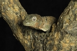 Mossy Gecko
