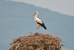 White Stork