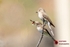 Spotted Flycatcher Male  Female
