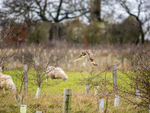 Short-eared Owl
