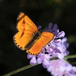 Lesser fiery copper (Lycaena thersamon)♂︎