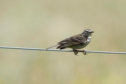 Fife_Meadow Pipit 0004
