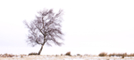 Solitree