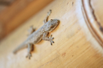 Gecko on door frame, Bali