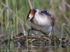 Great Crested Grebe (Podiceps cristatus) with chick