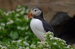 Puffin