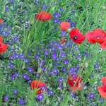 Red Field Poppies (Papaver rhoeas) with Venus' looking-glass (Legousia speculum-veneris