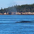 Whale Blow #1