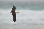 Kelp Gull flying, Saunders Island, Falklands